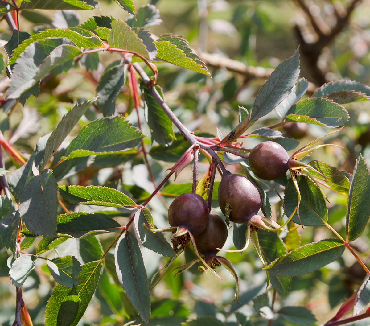 Image of Rosa glauca specimen.