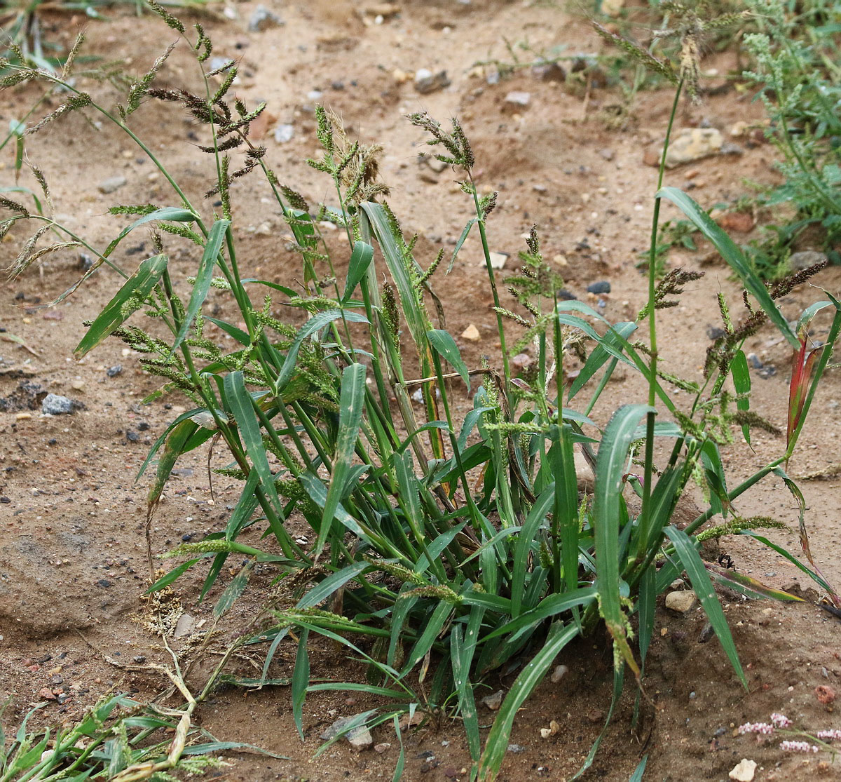 Image of Echinochloa crus-galli specimen.