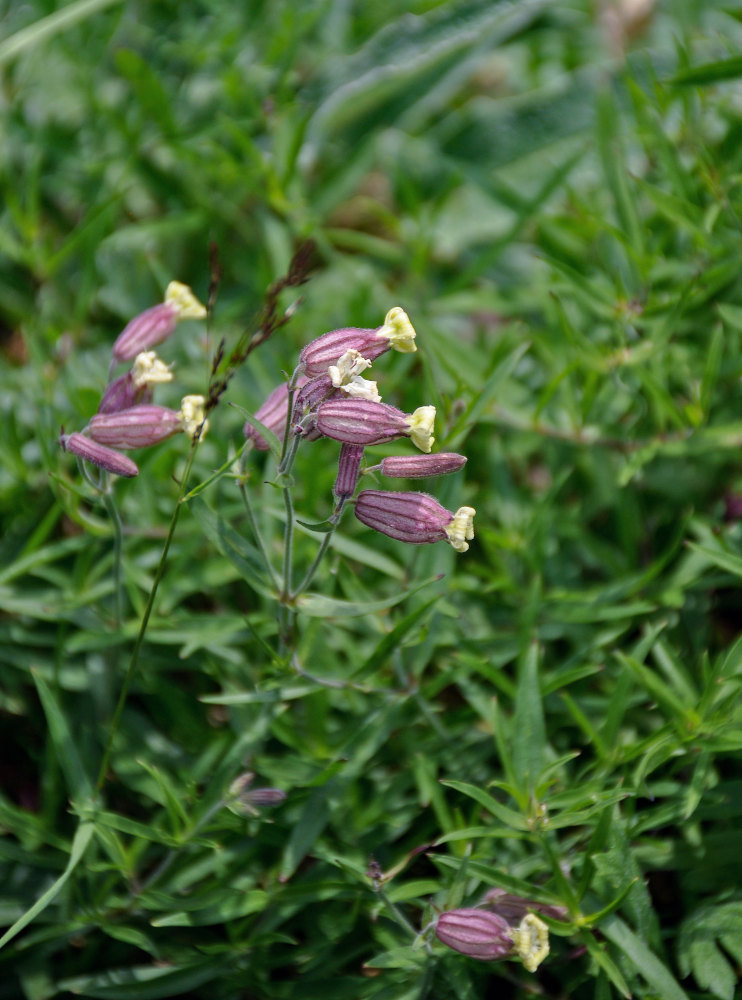 Image of Silene amoena specimen.