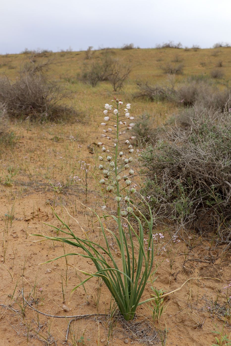 Изображение особи Eremurus ammophilus.