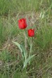 Tulipa suaveolens