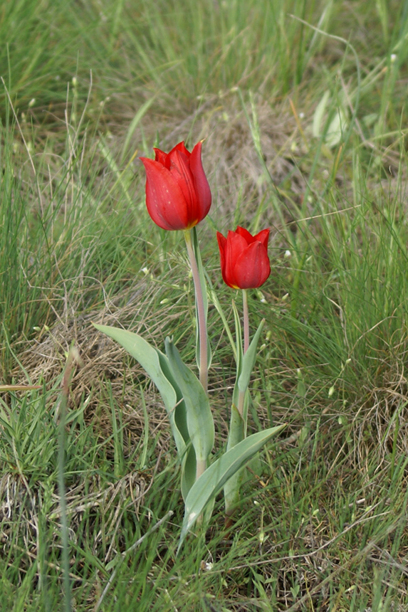 Image of Tulipa suaveolens specimen.