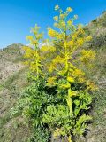 Ferula inciso-serrata