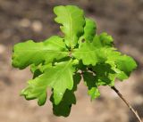 Quercus wutaishanica