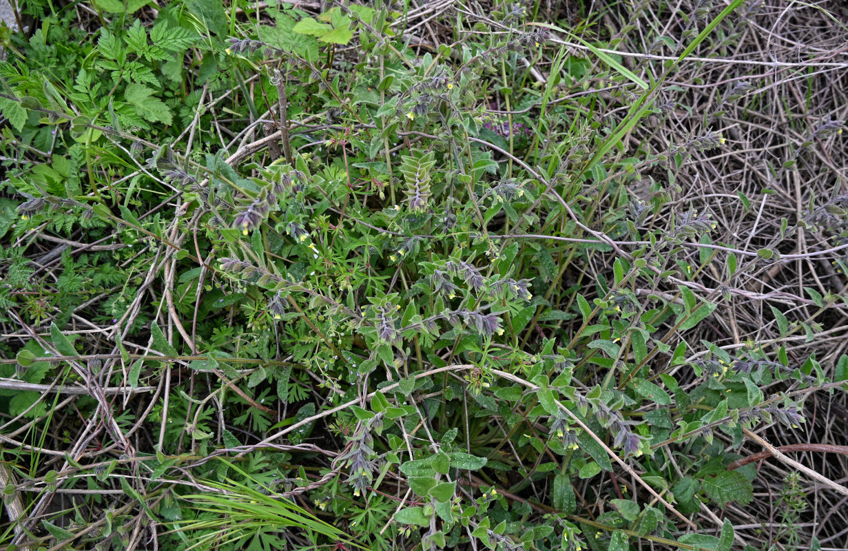 Изображение особи Nonea flavescens.