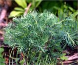 Euphorbia cyparissias