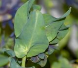 Cerinthe palaestina