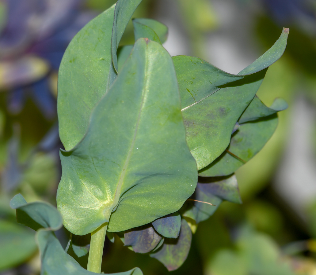Image of Cerinthe palaestina specimen.