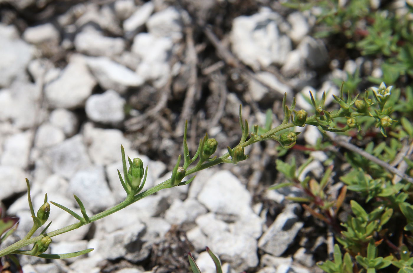 Image of Thesium dollineri ssp. moesiacum specimen.