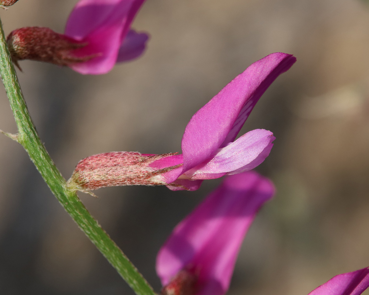 Изображение особи Astragalus haesitabundus.