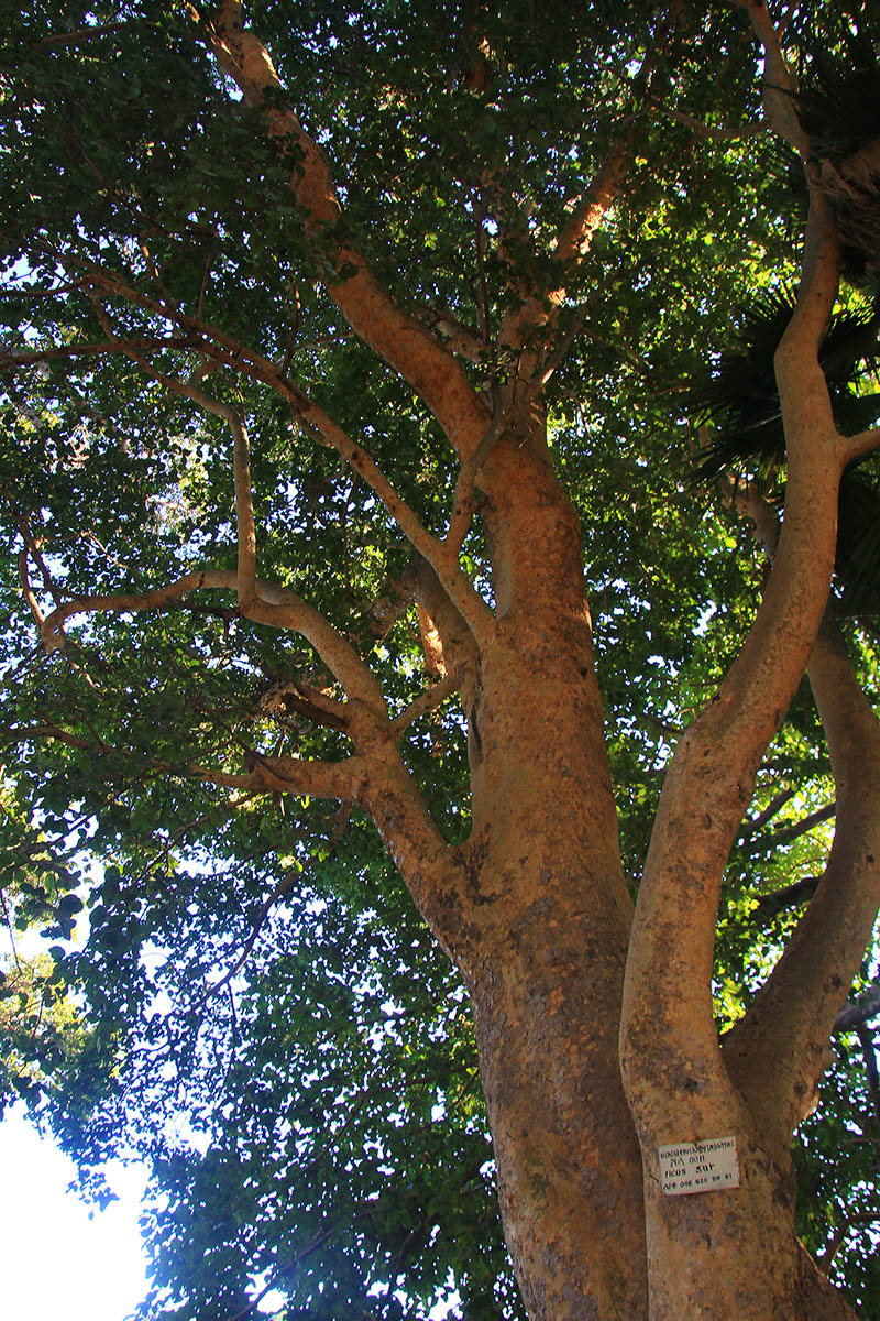 Image of Ficus sur specimen.