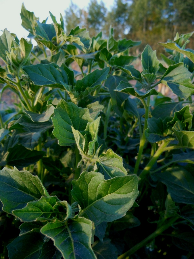 Image of Solanum nitidibaccatum specimen.