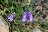 Campanula hohenackeri. Соцветие. Дагестан, Гунибский р-н, окр. с. Гамсутль, ≈ 1400 м н.у.м., каменистый участок лугового склона. 29.07.2022.