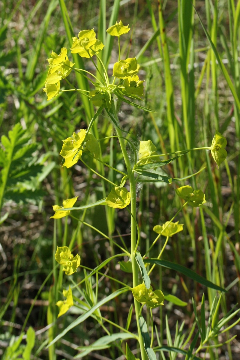 Изображение особи Euphorbia virgata.