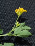 Medicago turbinata