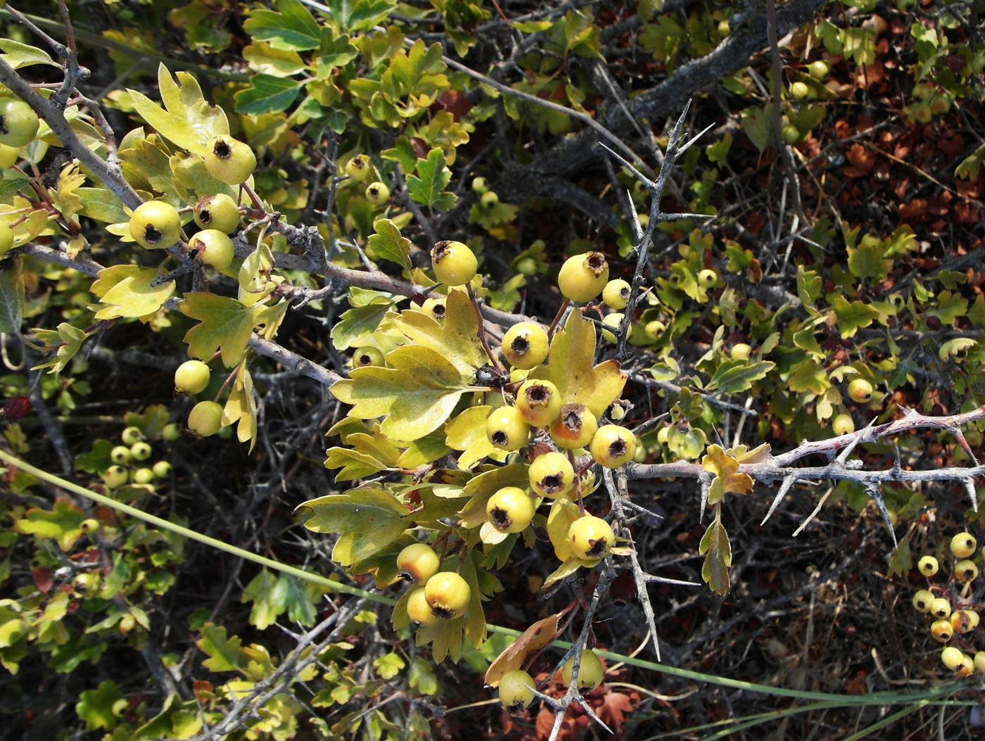 Изображение особи род Crataegus.