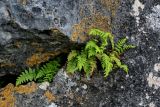 Woodsia caucasica