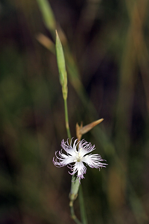 Image of Dianthus kuschakewiczii specimen.