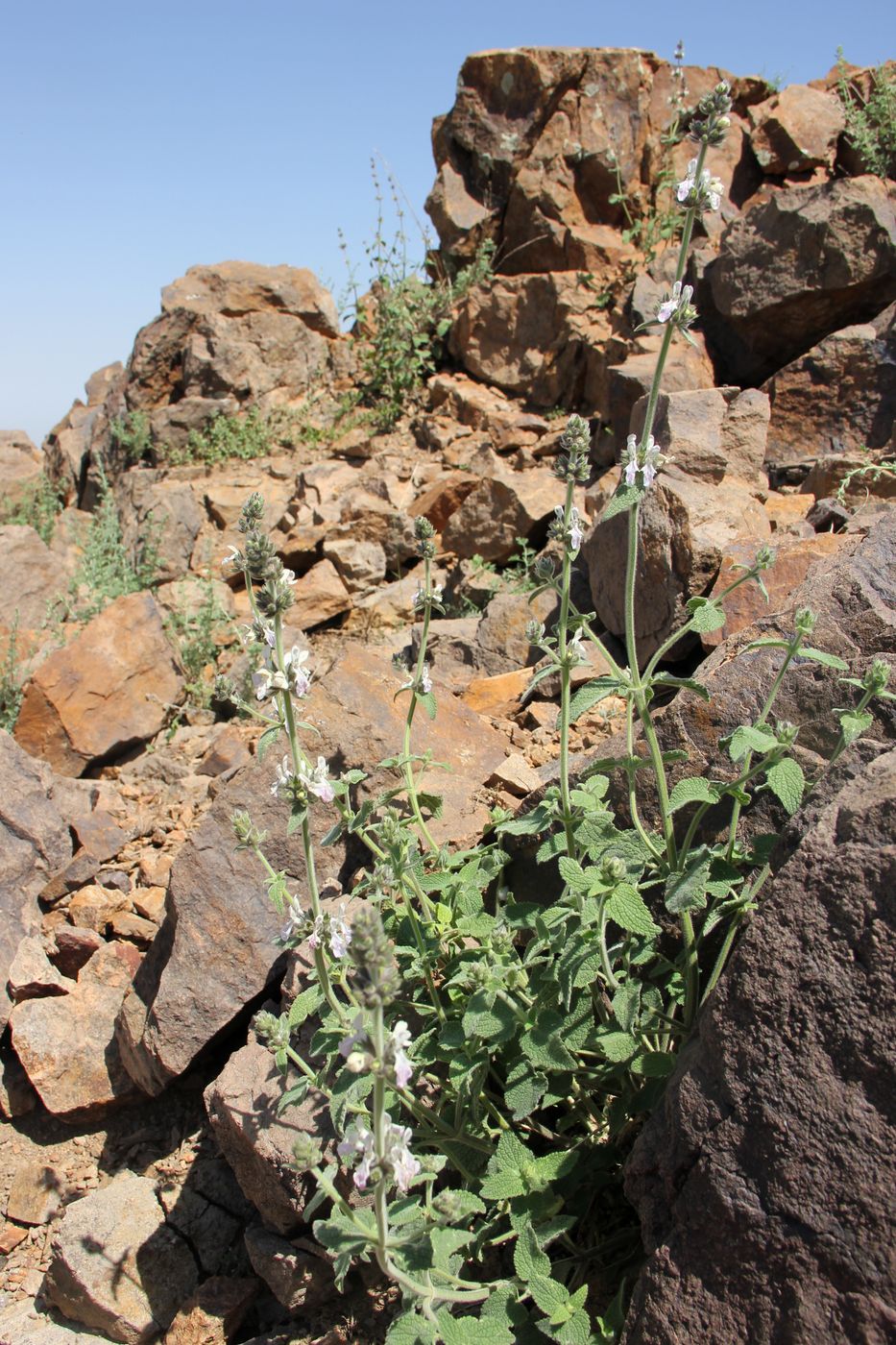 Image of Stachys hissarica specimen.