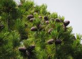 Pinus sibirica