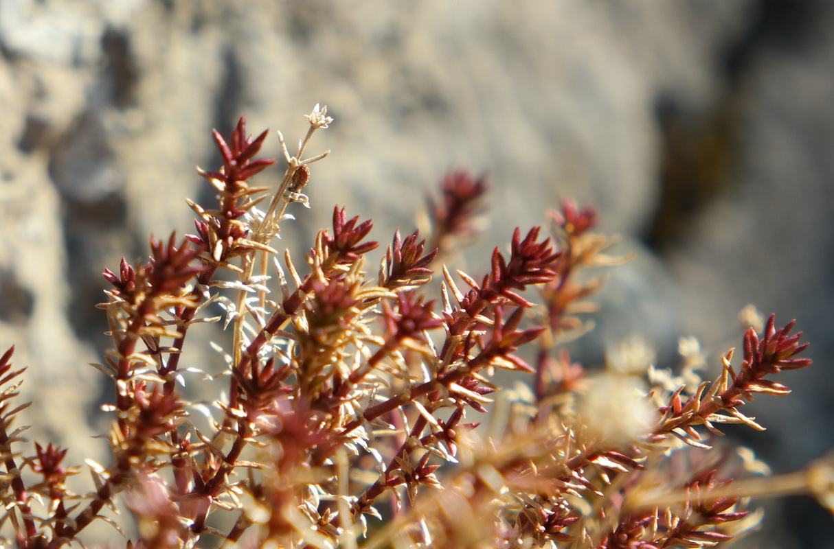 Image of genus Asperula specimen.