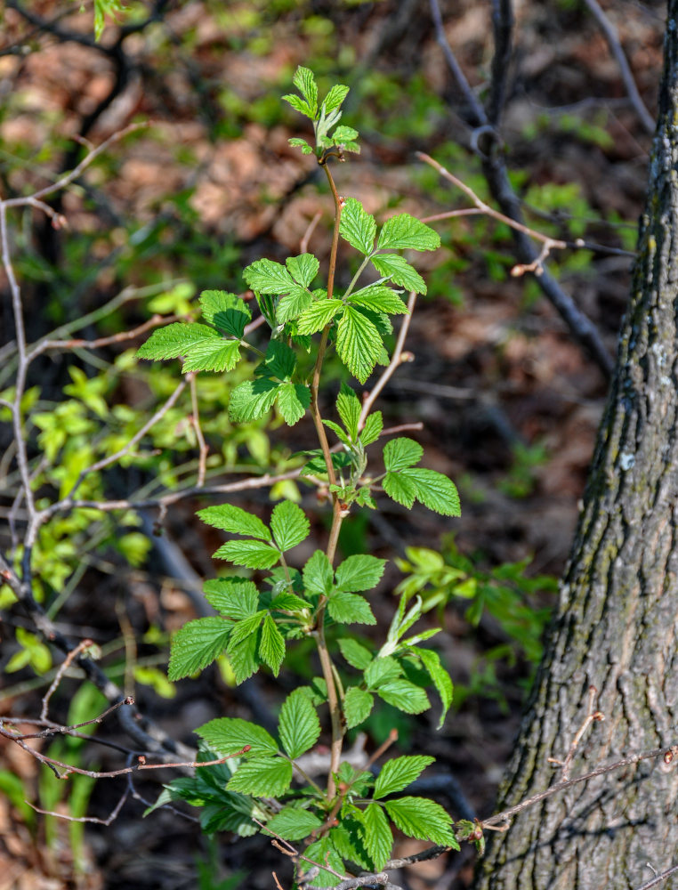 Image of Rubus idaeus specimen.