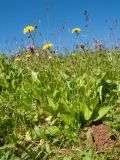 Crepis caucasica. Цветущее растение. Адыгея, Кавказский биосферный заповедник, северо-восточный склон горы Оштен, ≈ 2300 м н.у.м., субальпийский луг. 19.07.2015.