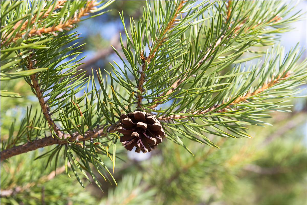 Изображение особи Pinus friesiana.