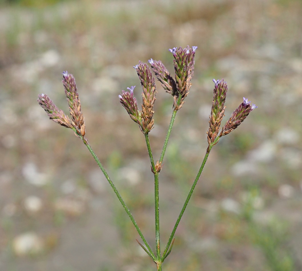 Image of Verbena brasiliensis specimen.