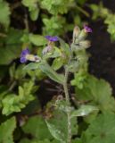 Nonea versicolor