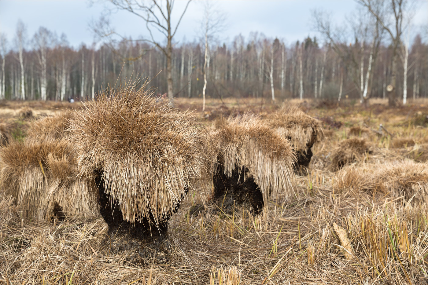 Изображение особи Carex cespitosa.