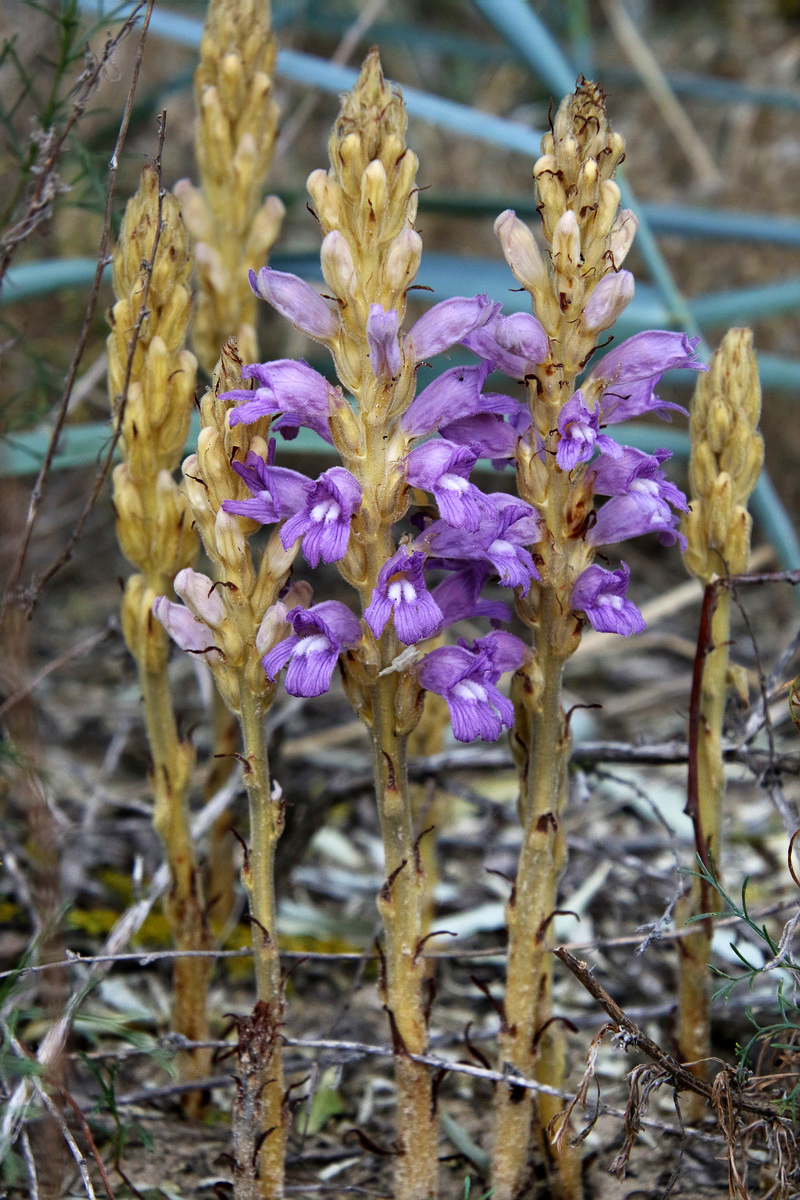 Image of Phelipanche arenaria specimen.