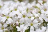 Gypsophila tenuifolia. Цветки. Республика Ингушетия, Джейрахский р-н, окр. альплагеря \"Кязи\", выс. 2000 м н.у.м, на камне. 23 июля 2022 г.