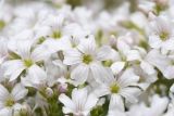 Gypsophila tenuifolia