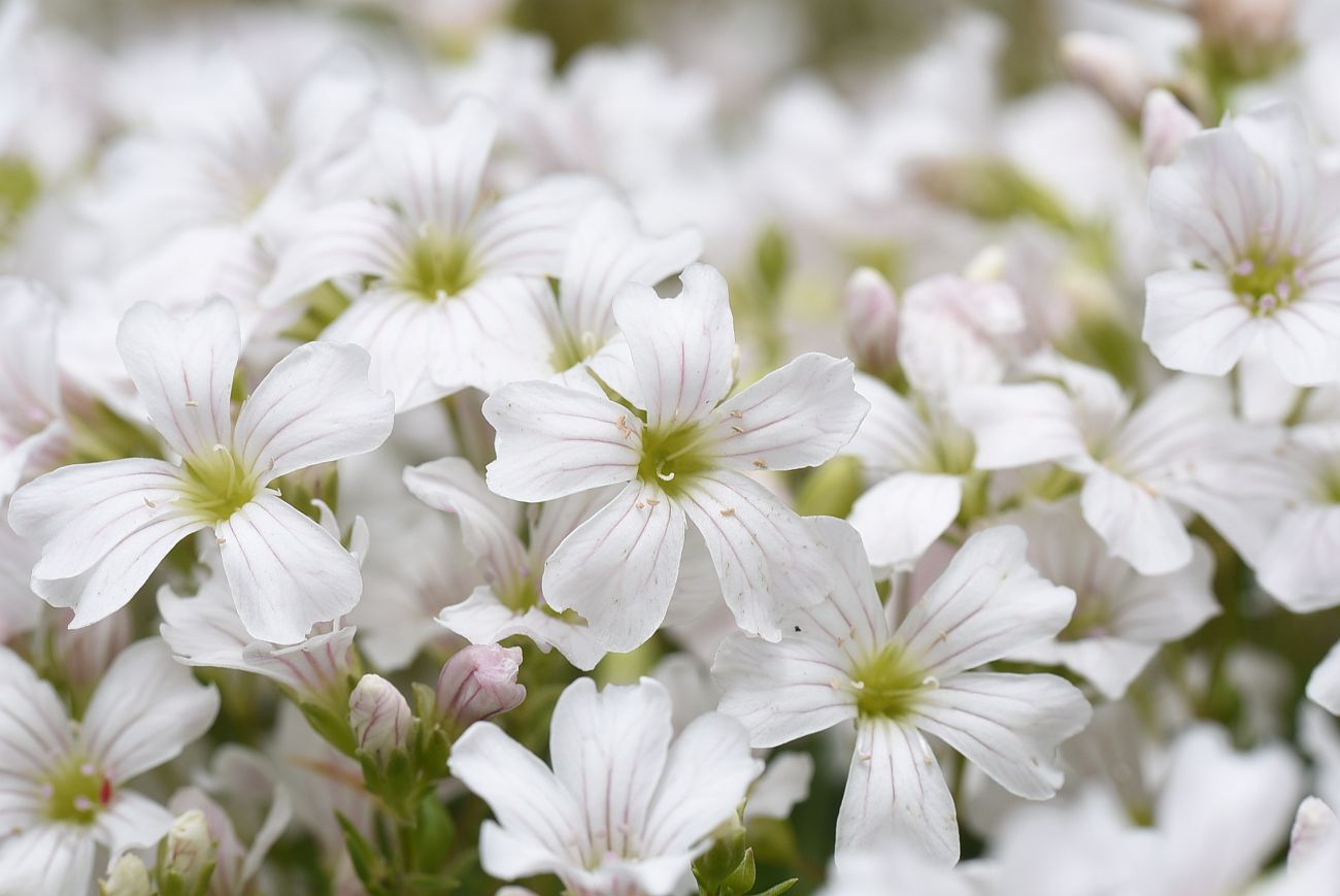 Изображение особи Gypsophila tenuifolia.