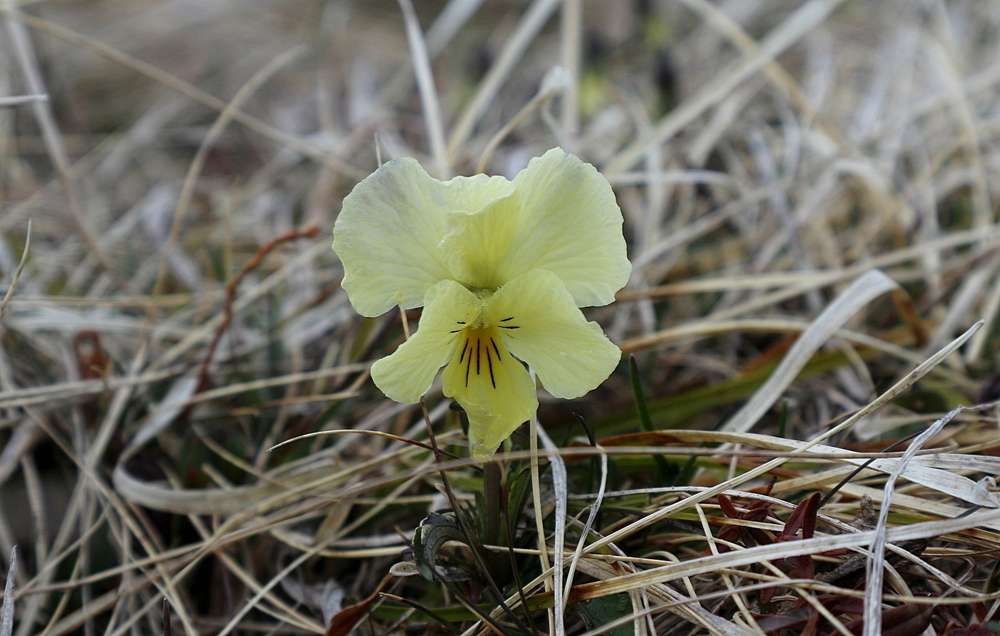 Image of Viola oreades specimen.