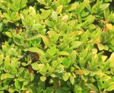 Gardenia jasminoides