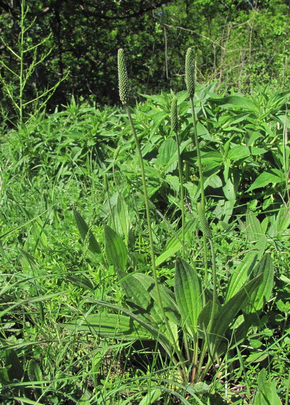 Image of Plantago urvillei specimen.