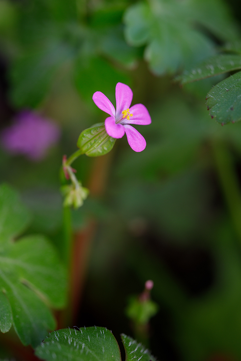 Изображение особи Geranium lucidum.