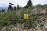 Fritillaria ophioglossifolia. Цветущее растение. Краснодарский край, Мостовской р-н, хр. Малые Бамбаки, ≈ 1800 м н.у.м., субальпийский луг. 21.05.2022.