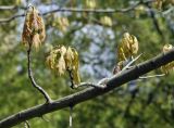 Quercus coccinea. Часть ветви с распускающимися листьями. Москва, ботанический сад МГУ \"Аптекарский огород\". 08.05.2023.