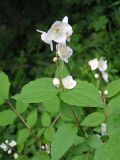 genus Philadelphus