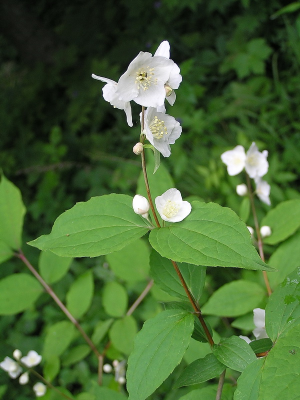 Изображение особи род Philadelphus.