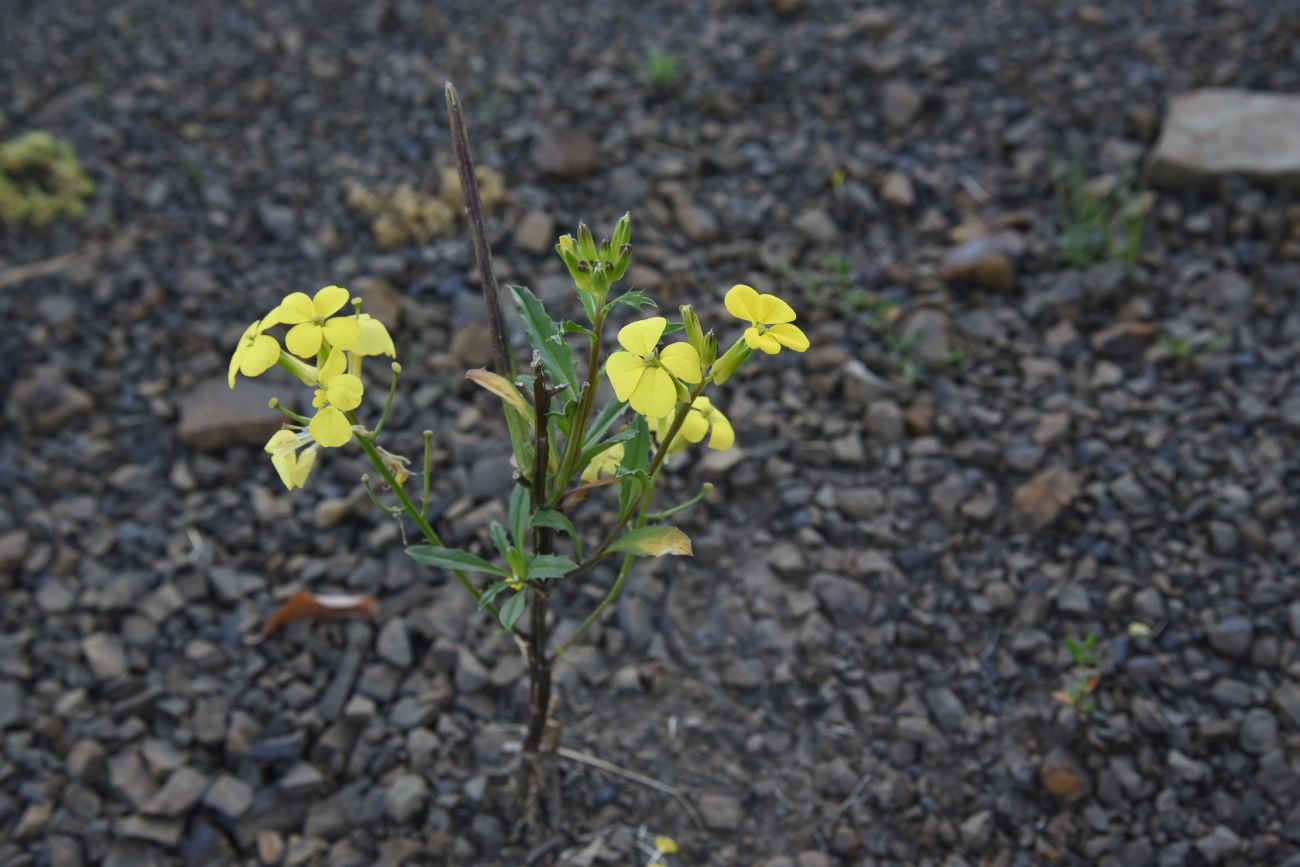 Image of Erysimum brevistylum specimen.
