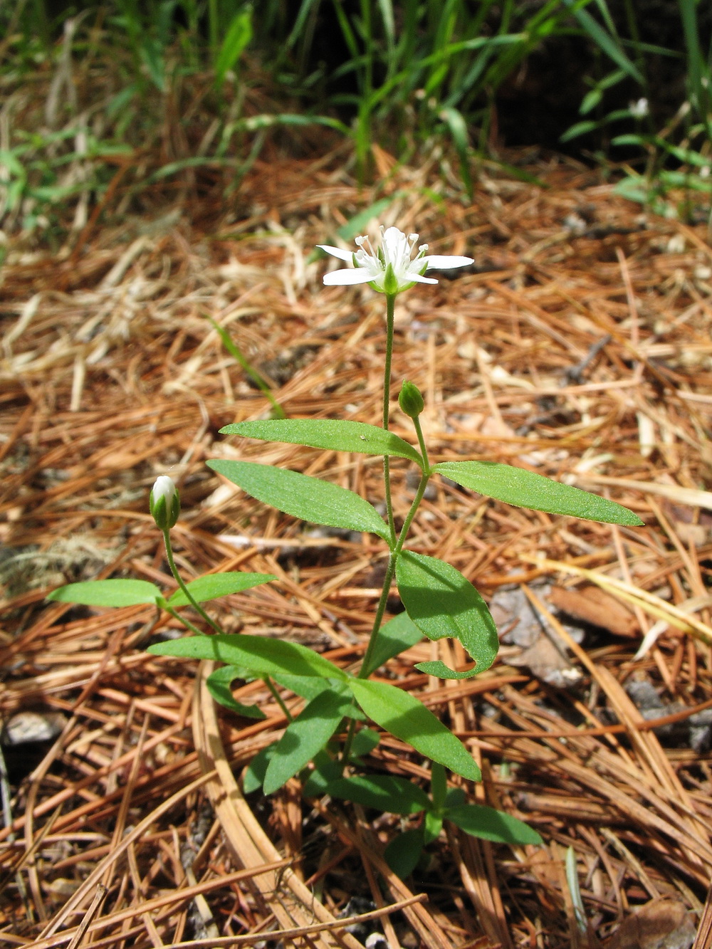 Изображение особи Moehringia umbrosa.