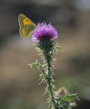 Carduus acanthoides. Верхушка цветущего побега с питающейся бабочкой-желтушкой шафрановой (Colias croceus). Татарстан, Агрызский р-н, с. Красный Бор, обочина грунтовой дороги. 30.09.2023.