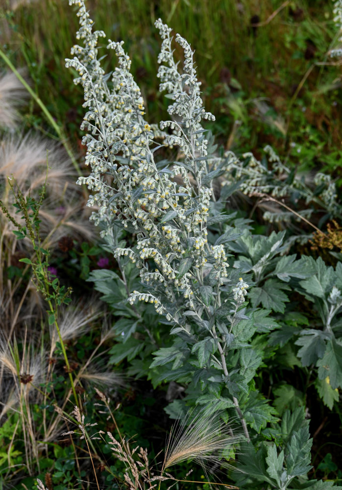 Изображение особи Artemisia koidzumii.