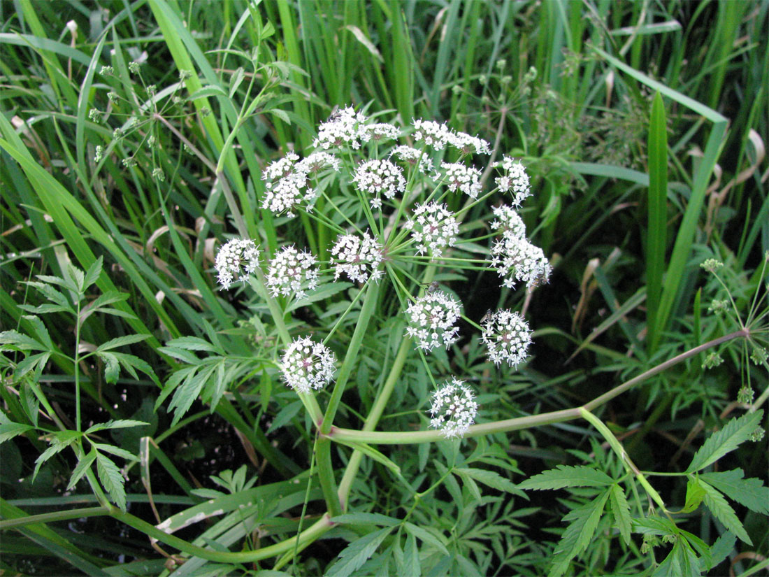 Image of Cicuta virosa specimen.