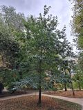 Quercus imbricaria. Взрослое дерево. Москва, филиал Ботсада МГУ \"Аптекарский огород\". 08.10.2023.