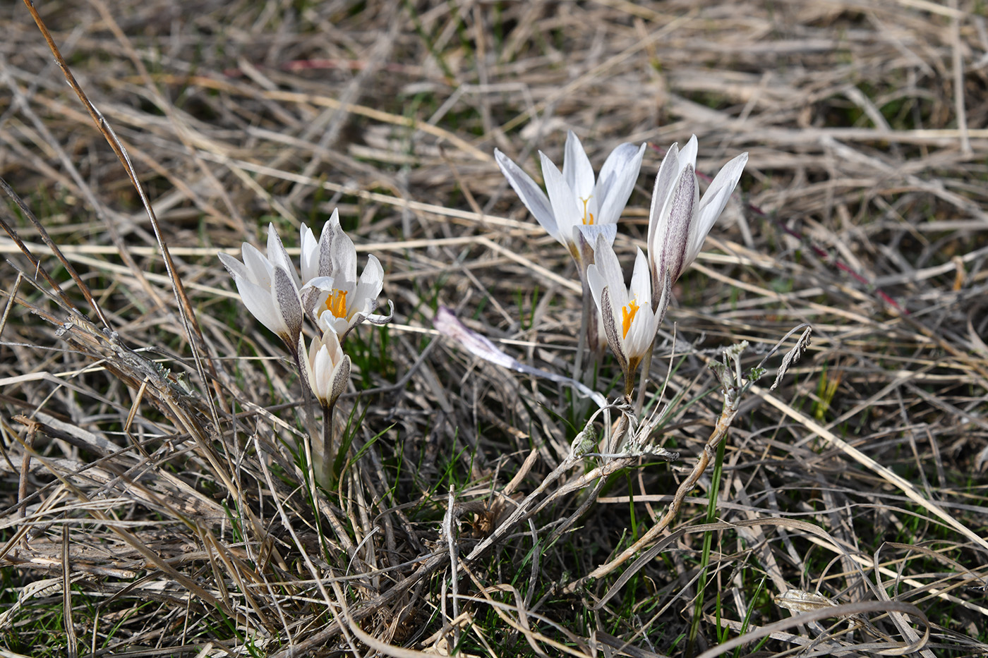 Изображение особи Crocus alatavicus.